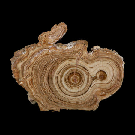 4.8" Aragonite Stalactite Slice Cave Calcite Crystal Mineral Specimen Morocco