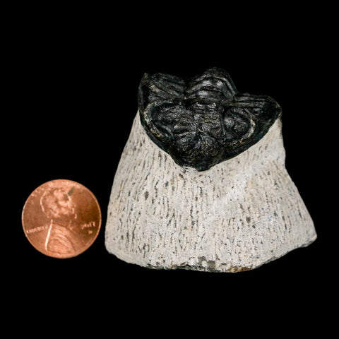 1.6" Coltraenia Oufatenensis Trilobite Fossil Devonian Morocco 400 Mil Yrs Old COA - Fossil Age Minerals