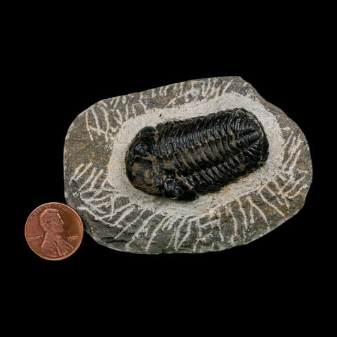 1.7" Reedops Cephalotes Trilobite Fossil Morocco Devonian Age 400 Mil Yrs Old COA - Fossil Age Minerals