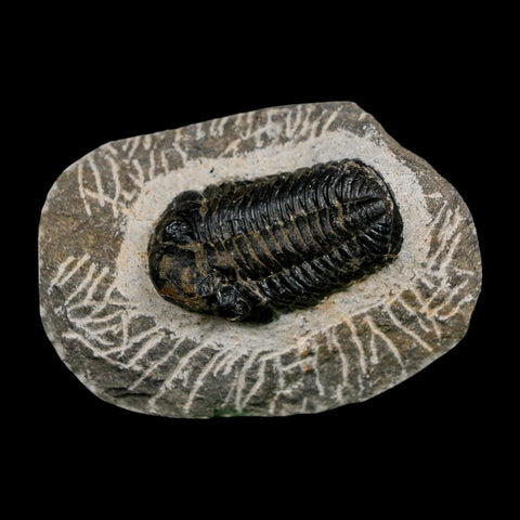 1.7" Reedops Cephalotes Trilobite Fossil Morocco Devonian Age 400 Mil Yrs Old COA - Fossil Age Minerals
