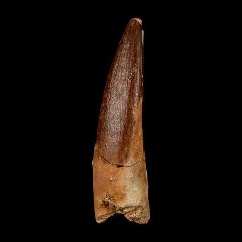 1.8" Plesiosaur Zarafasaura Tooth Fossil Cretaceous Dinosaur Era COA, Stand - Fossil Age Minerals