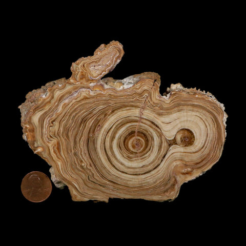 4.8" Aragonite Stalactite Slice Cave Calcite Crystal Mineral Specimen Morocco