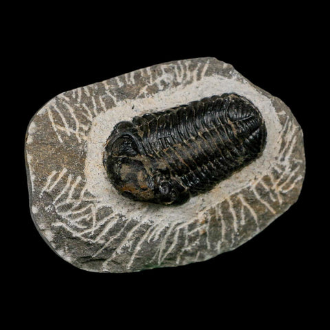 1.7" Reedops Cephalotes Trilobite Fossil Morocco Devonian Age 400 Mil Yrs Old COA - Fossil Age Minerals