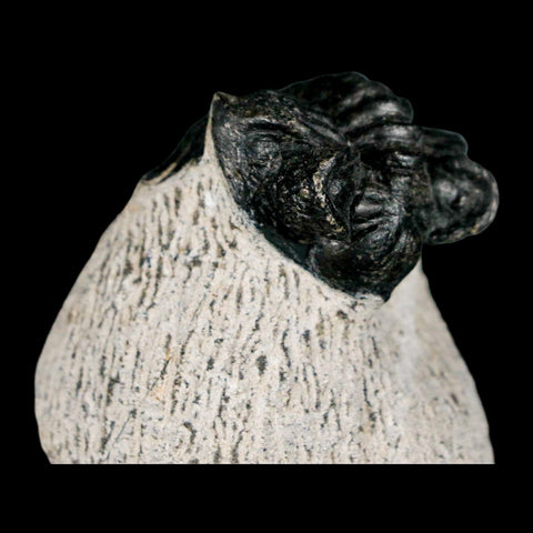 1.6" Coltraenia Oufatenensis Trilobite Fossil Devonian Morocco 400 Mil Yrs Old COA - Fossil Age Minerals