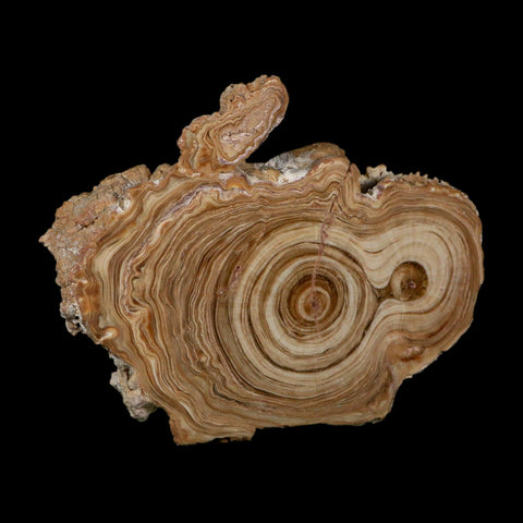 4.8" Aragonite Stalactite Slice Cave Calcite Crystal Mineral Specimen Morocco