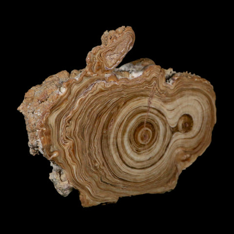 4.8" Aragonite Stalactite Slice Cave Calcite Crystal Mineral Specimen Morocco