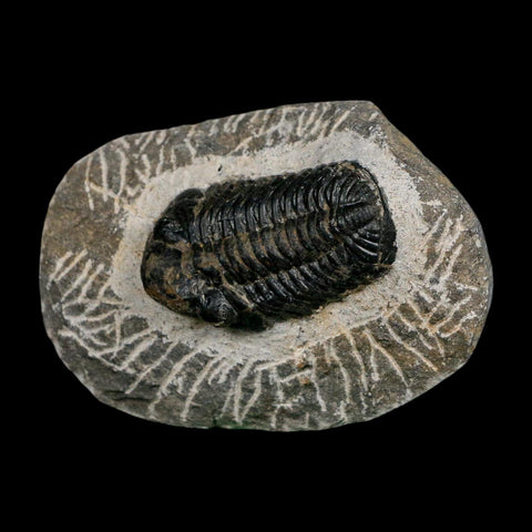 1.7" Reedops Cephalotes Trilobite Fossil Morocco Devonian Age 400 Mil Yrs Old COA - Fossil Age Minerals