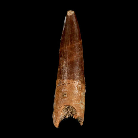 1.8" Plesiosaur Zarafasaura Tooth Fossil Cretaceous Dinosaur Era COA, Stand - Fossil Age Minerals
