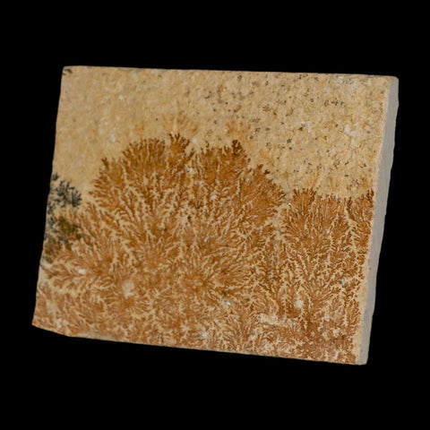 3.2" Pyrolusite Dendritic Limestone Solnhofen Upper Jurassic Age West Germany