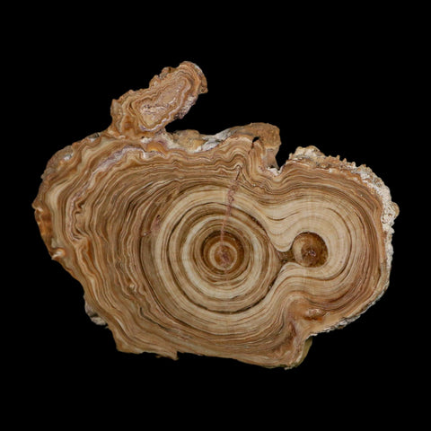 4.8" Aragonite Stalactite Slice Cave Calcite Crystal Mineral Specimen Morocco