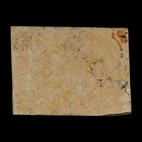 3.2" Pyrolusite Dendritic Limestone Solnhofen Upper Jurassic Age West Germany