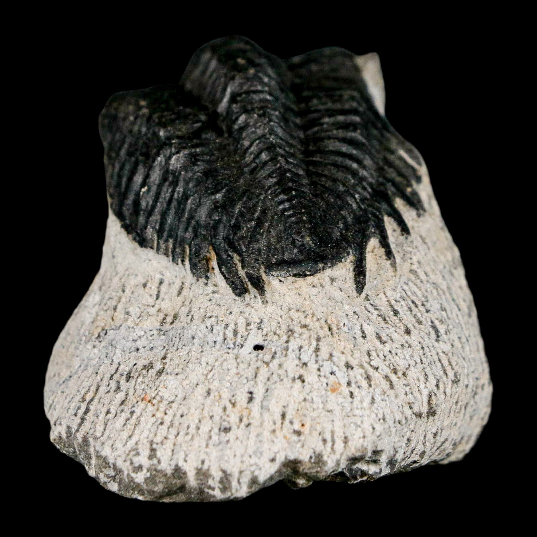 1.6" Coltraenia Oufatenensis Trilobite Fossil Devonian Morocco 400 Mil Yrs Old COA - Fossil Age Minerals