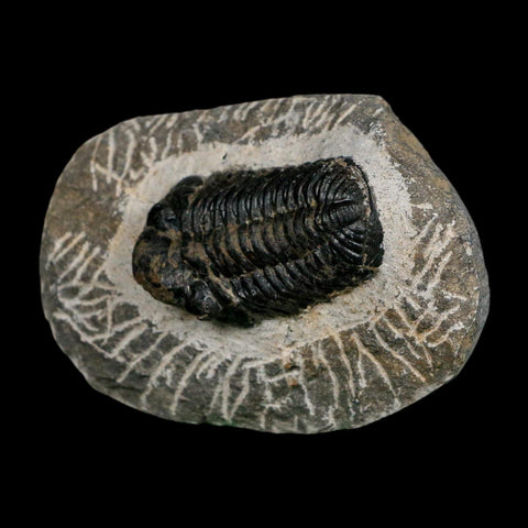 1.7" Reedops Cephalotes Trilobite Fossil Morocco Devonian Age 400 Mil Yrs Old COA - Fossil Age Minerals