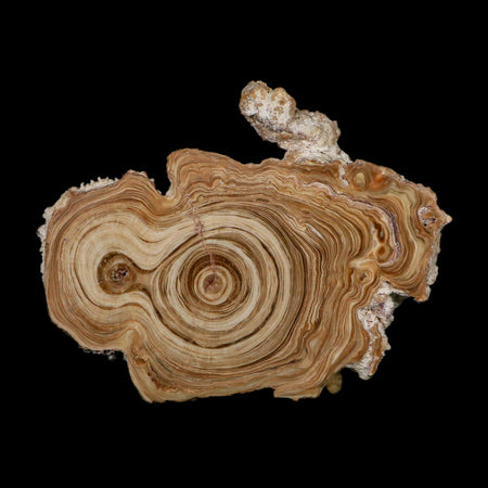 4.8" Aragonite Stalactite Slice Cave Calcite Crystal Mineral Specimen Morocco