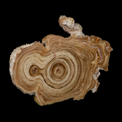 4.8" Aragonite Stalactite Slice Cave Calcite Crystal Mineral Specimen Morocco