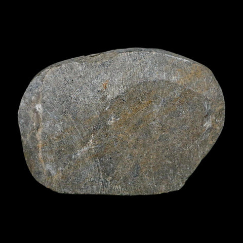 1.7" Reedops Cephalotes Trilobite Fossil Morocco Devonian Age 400 Mil Yrs Old COA - Fossil Age Minerals