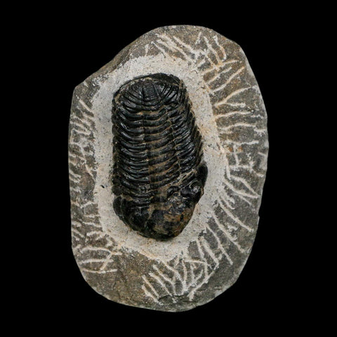 1.7" Reedops Cephalotes Trilobite Fossil Morocco Devonian Age 400 Mil Yrs Old COA - Fossil Age Minerals