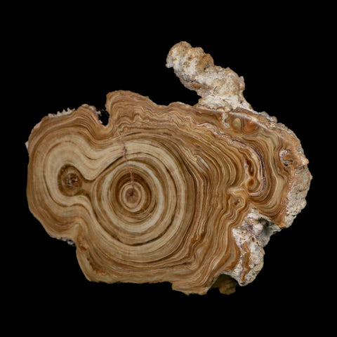 4.8" Aragonite Stalactite Slice Cave Calcite Crystal Mineral Specimen Morocco