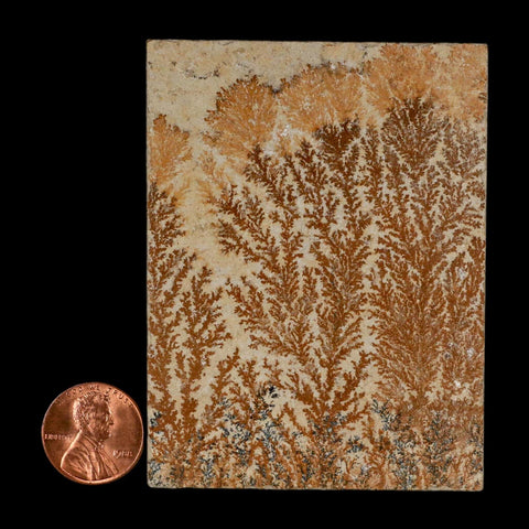 3.2" Pyrolusite Dendritic Limestone Solnhofen Upper Jurassic Age West Germany