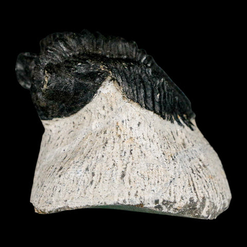 1.6" Coltraenia Oufatenensis Trilobite Fossil Devonian Morocco 400 Mil Yrs Old COA - Fossil Age Minerals