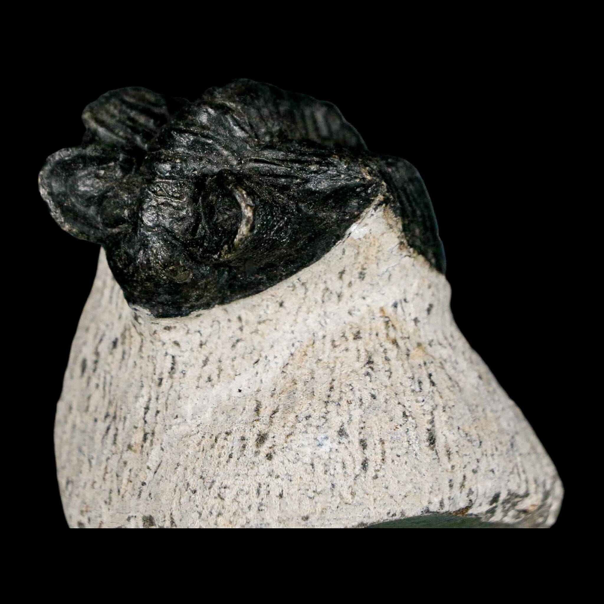 1.6" Coltraenia Oufatenensis Trilobite Fossil Devonian Morocco 400 Mil Yrs Old COA - Fossil Age Minerals