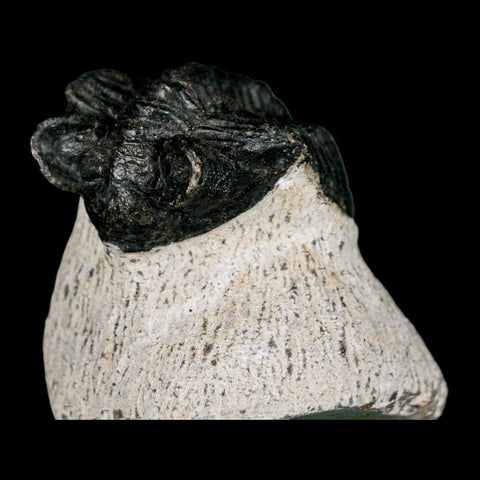 1.6" Coltraenia Oufatenensis Trilobite Fossil Devonian Morocco 400 Mil Yrs Old COA - Fossil Age Minerals