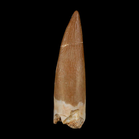 1.5" Plesiosaur Zarafasaura Tooth Fossil Cretaceous Dinosaur Era COA, Stand - Fossil Age Minerals