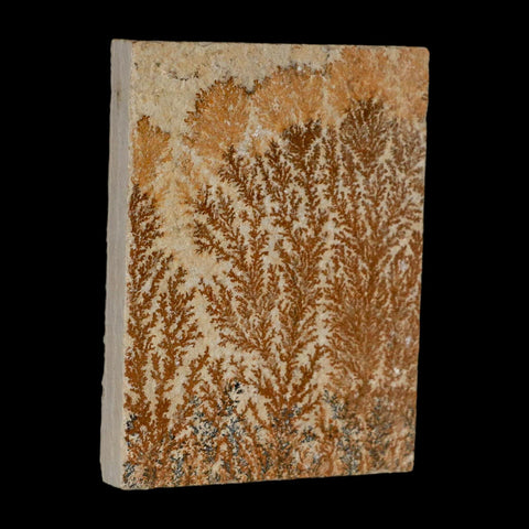 3.2" Pyrolusite Dendritic Limestone Solnhofen Upper Jurassic Age West Germany