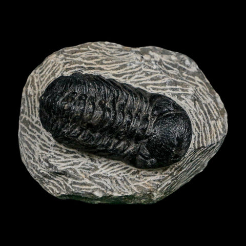 2.1" Reedops Cephalotes Trilobite Fossil Morocco Devonian Age 400 Mil Yrs Old COA - Fossil Age Minerals