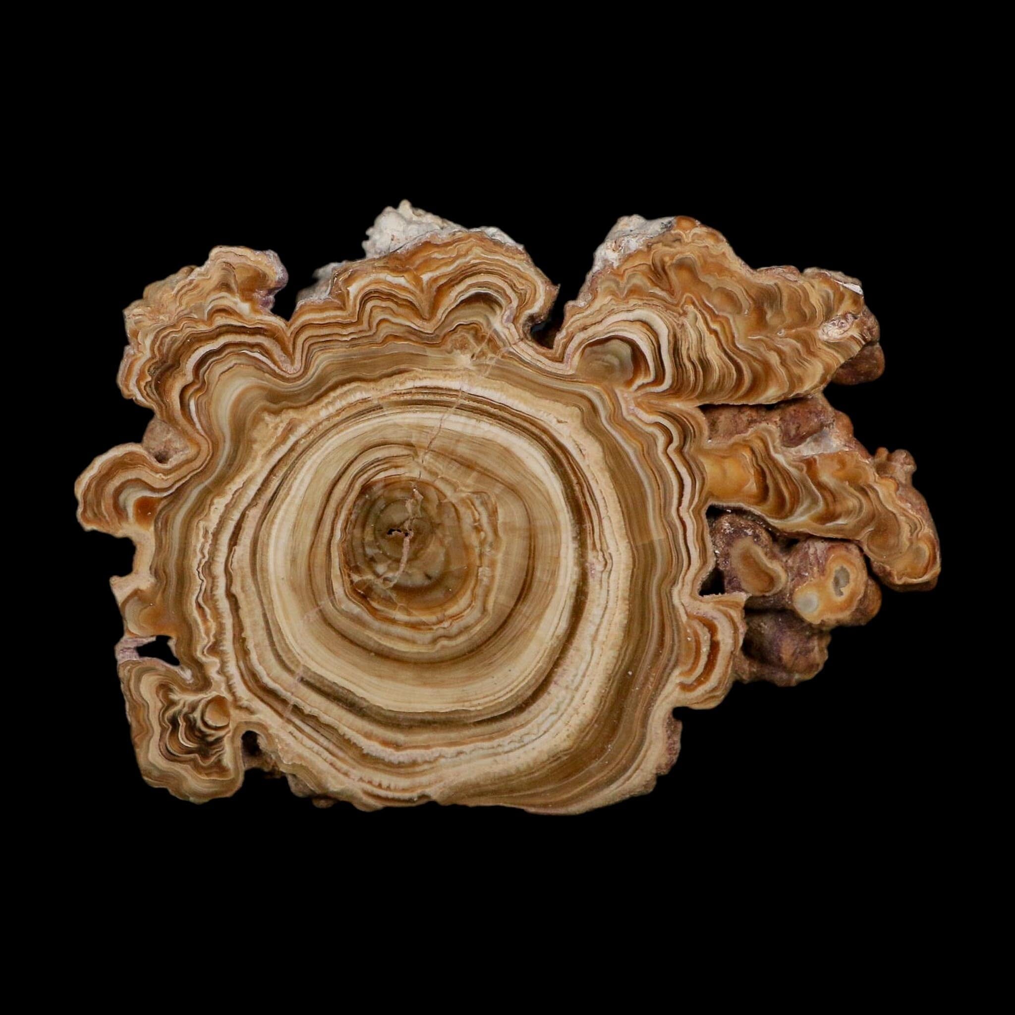 3.9" Aragonite Stalactite Slice Cave Calcite Crystal Mineral Specimen Morocco - Fossil Age Minerals