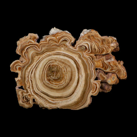 3.9" Aragonite Stalactite Slice Cave Calcite Crystal Mineral Specimen Morocco