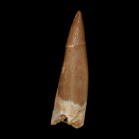 1.5" Plesiosaur Zarafasaura Tooth Fossil Cretaceous Dinosaur Era COA, Stand - Fossil Age Minerals