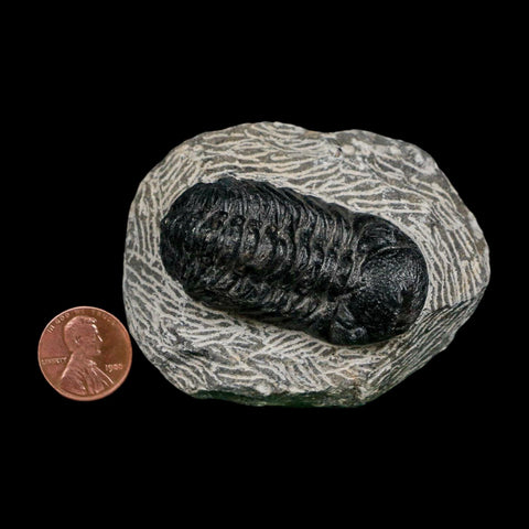 2.1" Reedops Cephalotes Trilobite Fossil Morocco Devonian Age 400 Mil Yrs Old COA - Fossil Age Minerals