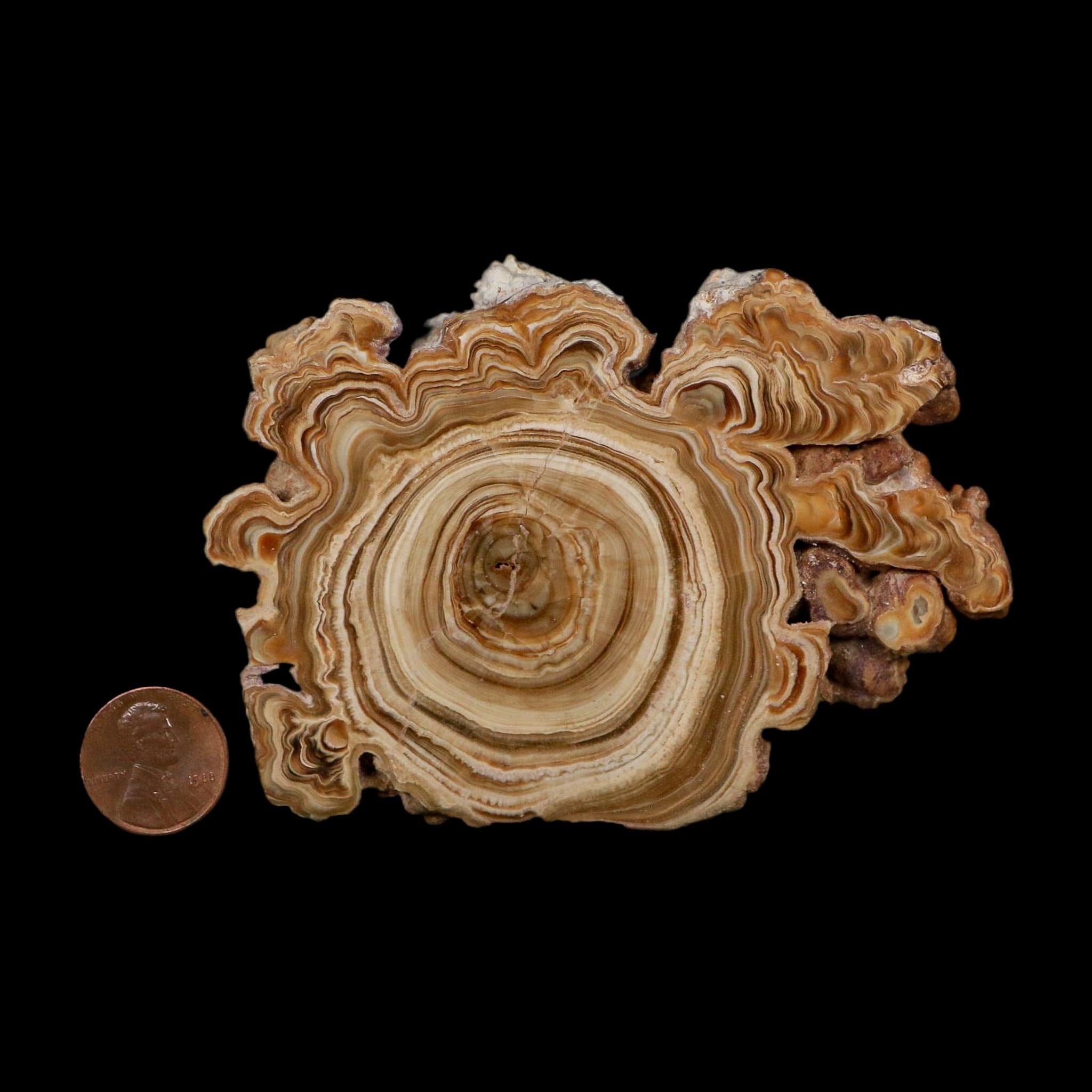 3.9" Aragonite Stalactite Slice Cave Calcite Crystal Mineral Specimen Morocco - Fossil Age Minerals