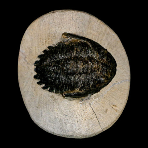 2" Metacanthina Issoumourensis Trilobite Fossil Devonian Age 400 Mil Yrs Old COA - Fossil Age Minerals