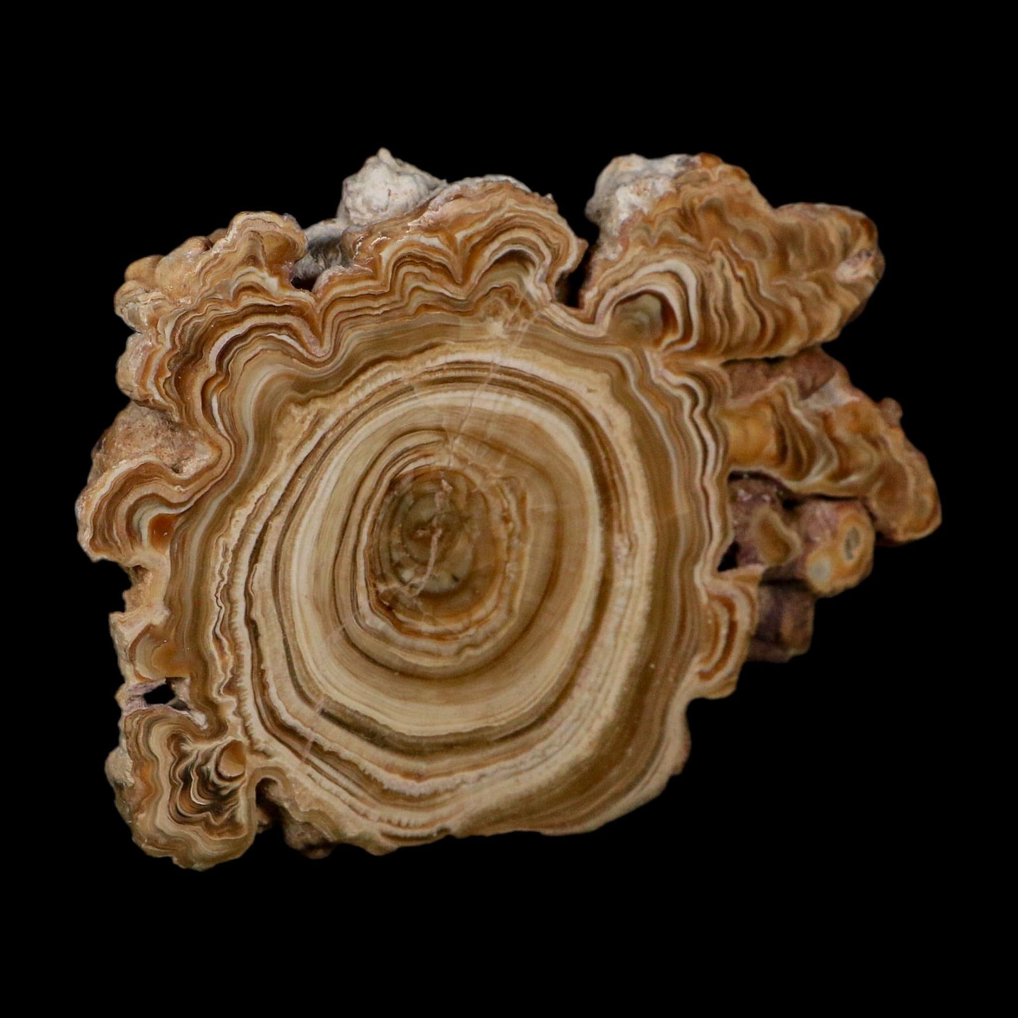 3.9" Aragonite Stalactite Slice Cave Calcite Crystal Mineral Specimen Morocco - Fossil Age Minerals