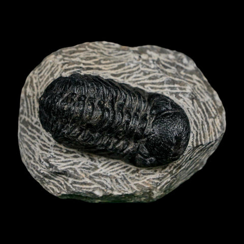 2.1" Reedops Cephalotes Trilobite Fossil Morocco Devonian Age 400 Mil Yrs Old COA - Fossil Age Minerals
