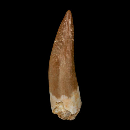 1.5" Plesiosaur Zarafasaura Tooth Fossil Cretaceous Dinosaur Era COA, Stand