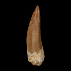 Elasmosaurus Fossil Collection