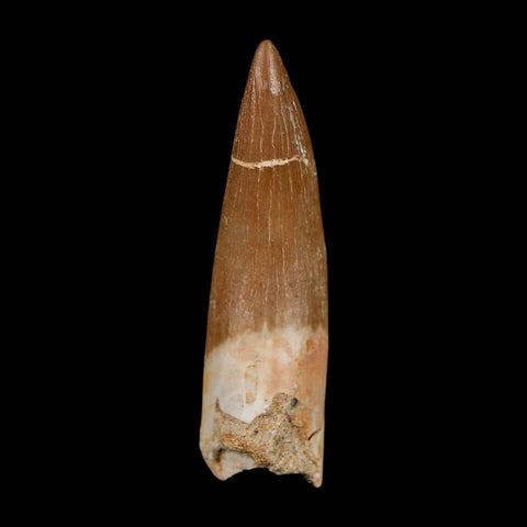 1.5" Plesiosaur Zarafasaura Tooth Fossil Cretaceous Dinosaur Era COA, Stand - Fossil Age Minerals