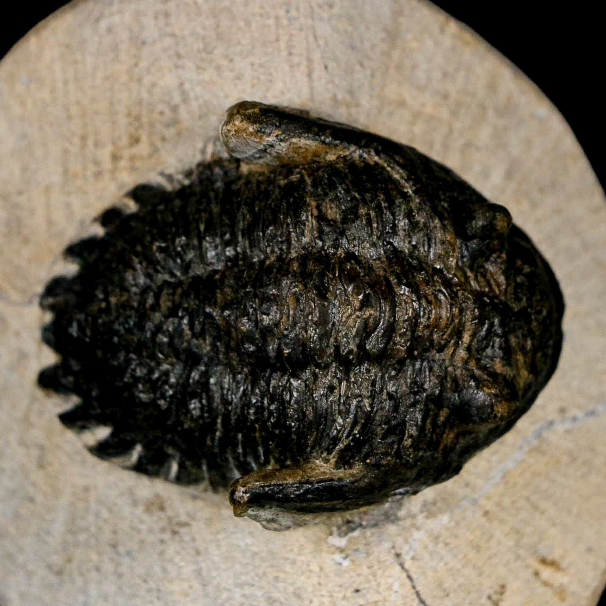 2" Metacanthina Issoumourensis Trilobite Fossil Devonian Age 400 Mil Yrs Old COA - Fossil Age Minerals