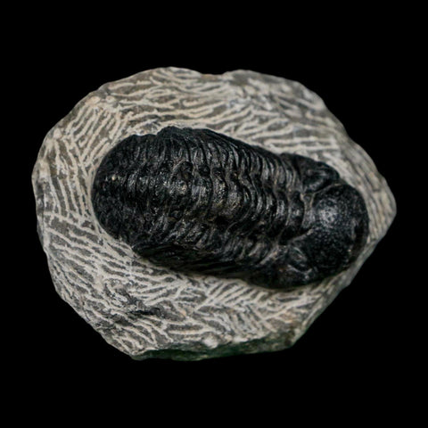 2.1" Reedops Cephalotes Trilobite Fossil Morocco Devonian Age 400 Mil Yrs Old COA - Fossil Age Minerals