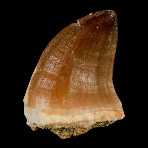 1.6" Mosasaur Prognathodon Fossil Tooth Cretaceous Dinosaur Era COA & Stand - Fossil Age Minerals