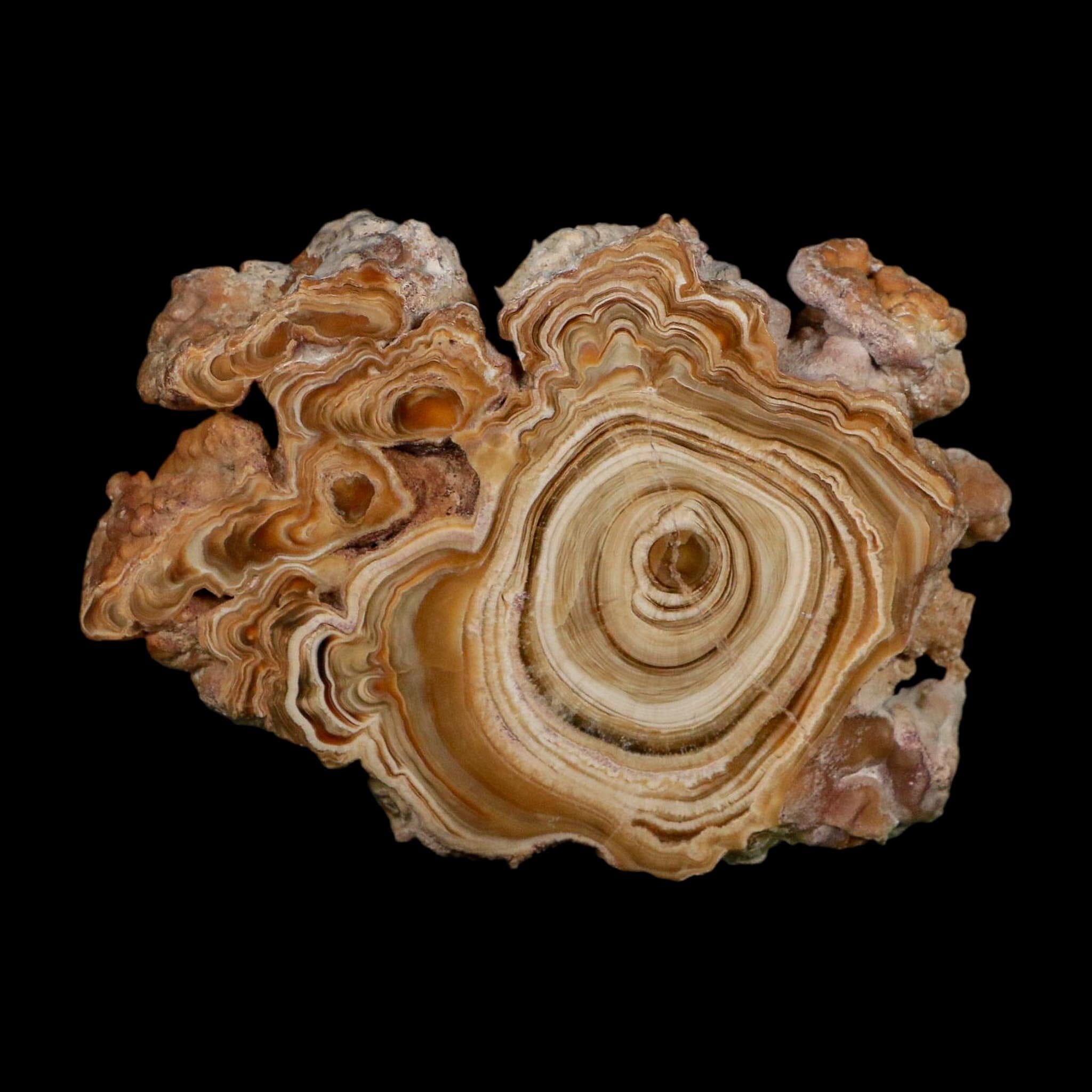 3.9" Aragonite Stalactite Slice Cave Calcite Crystal Mineral Specimen Morocco - Fossil Age Minerals