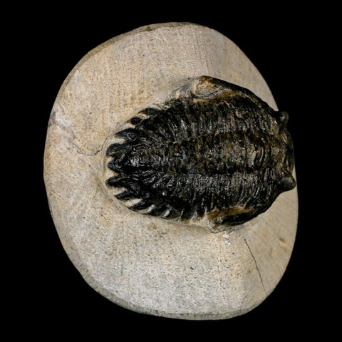 2" Metacanthina Issoumourensis Trilobite Fossil Devonian Age 400 Mil Yrs Old COA - Fossil Age Minerals