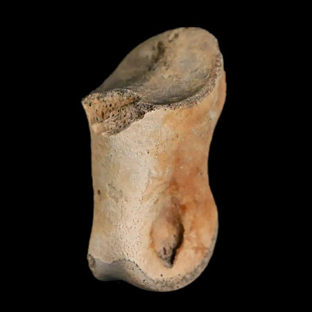 1.2" Struthiomimus Fossil Toe Bone Lance Creek FM WY Cretaceous Dinosaur Age