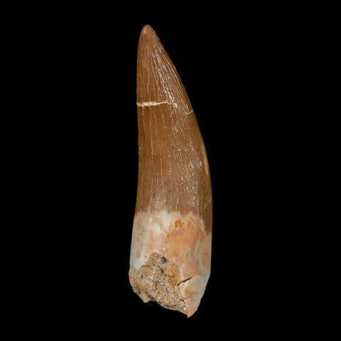 1.5" Plesiosaur Zarafasaura Tooth Fossil Cretaceous Dinosaur Era COA, Stand - Fossil Age Minerals