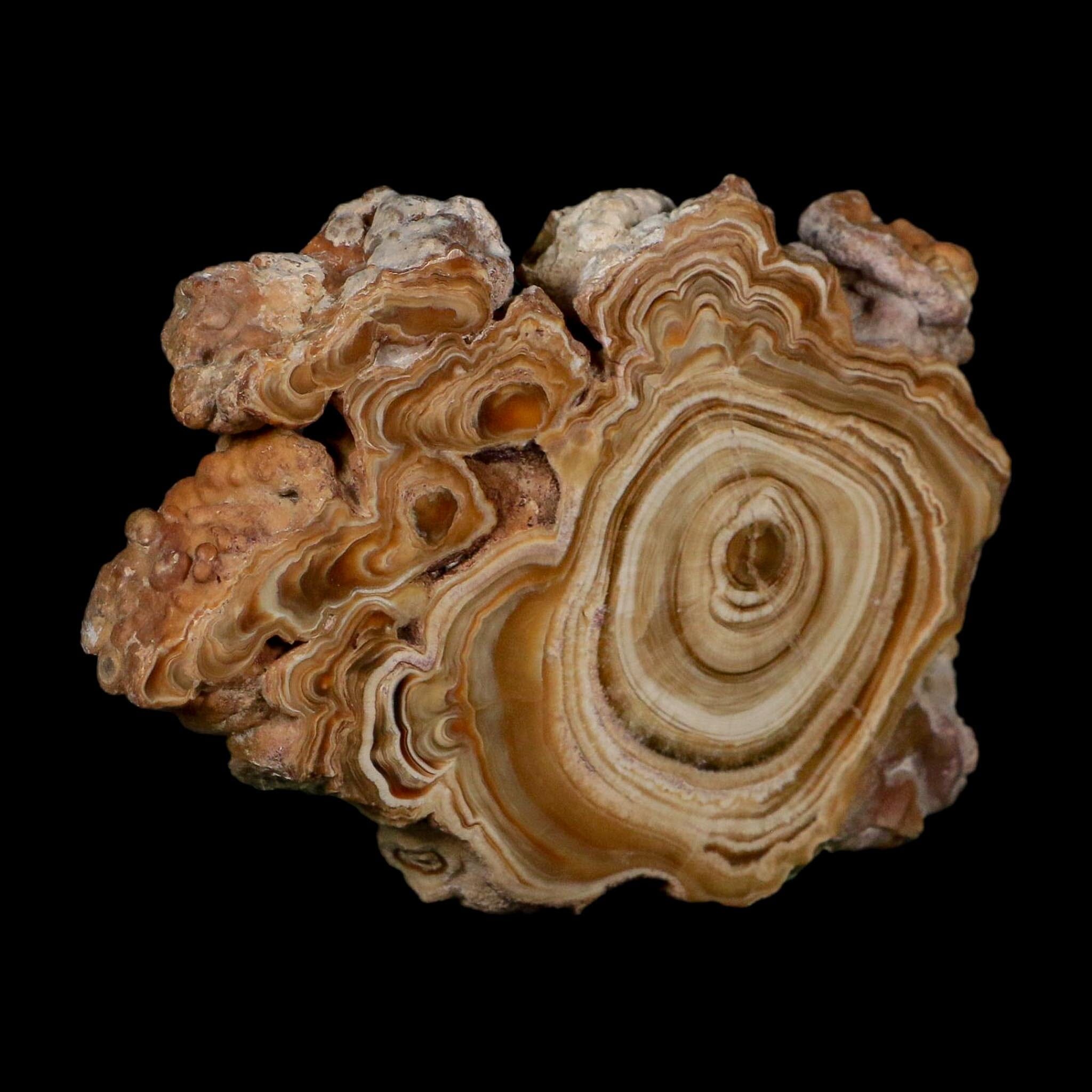3.9" Aragonite Stalactite Slice Cave Calcite Crystal Mineral Specimen Morocco - Fossil Age Minerals