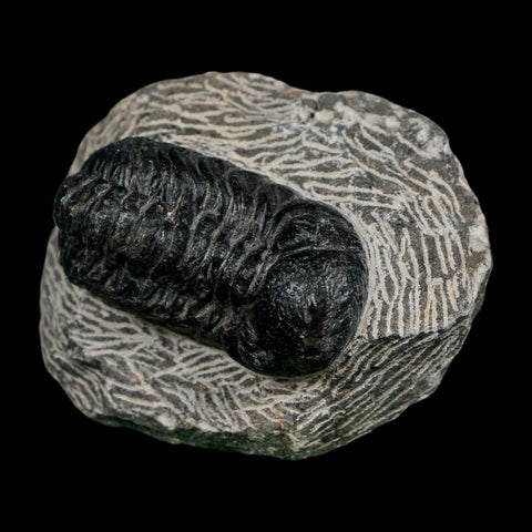 2.1" Reedops Cephalotes Trilobite Fossil Morocco Devonian Age 400 Mil Yrs Old COA - Fossil Age Minerals