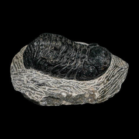 2.1" Reedops Cephalotes Trilobite Fossil Morocco Devonian Age 400 Mil Yrs Old COA - Fossil Age Minerals